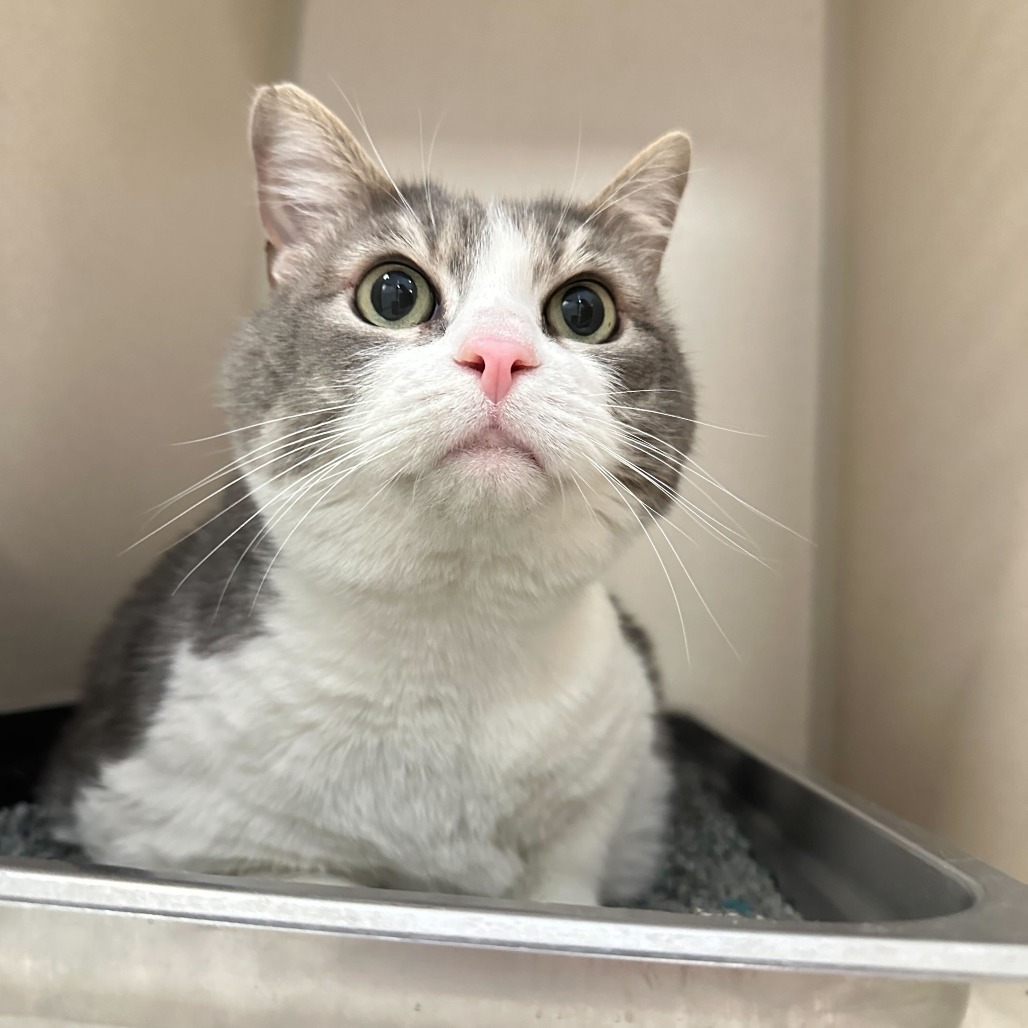 Bella, an adoptable Domestic Short Hair in Rifle, CO, 81650 | Photo Image 2