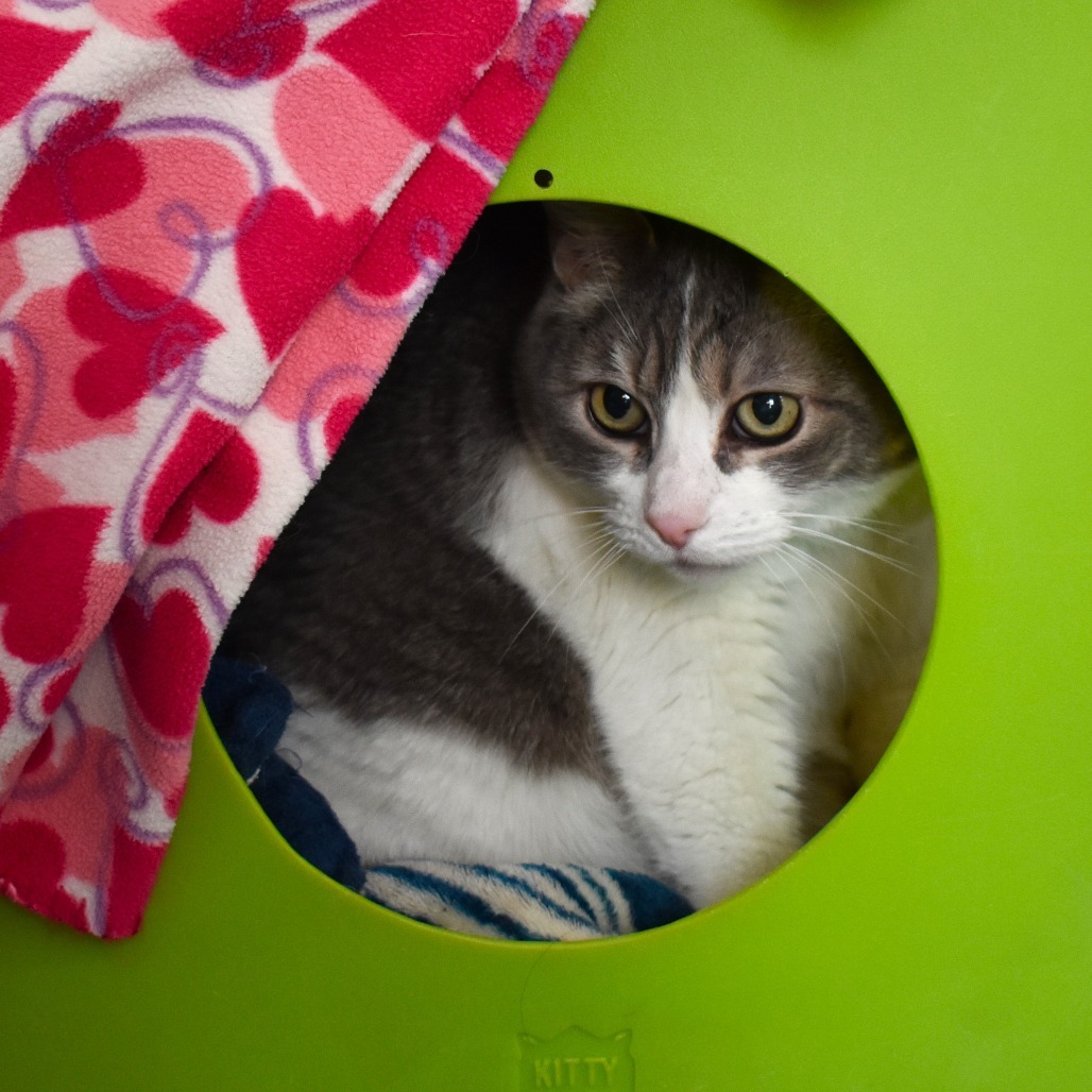 Bella, an adoptable Domestic Short Hair in Rifle, CO, 81650 | Photo Image 3