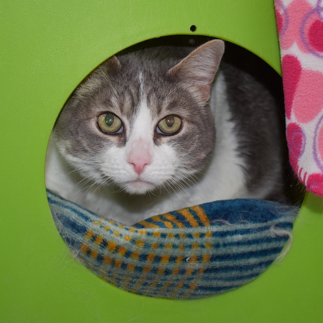 Bella, an adoptable Domestic Short Hair in Rifle, CO, 81650 | Photo Image 4