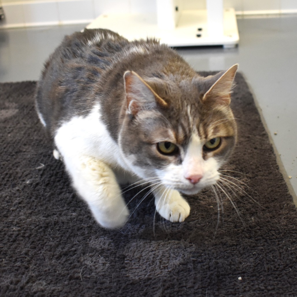 Bella, an adoptable Domestic Short Hair in Rifle, CO, 81650 | Photo Image 5