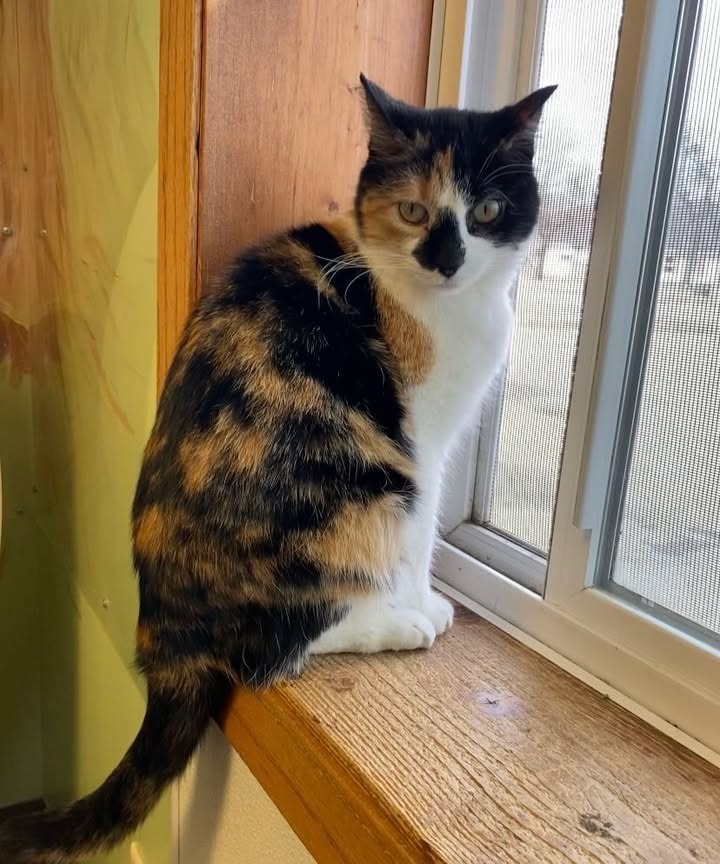 Allie, an adoptable Domestic Short Hair in Elbow Lake, MN, 56531 | Photo Image 1