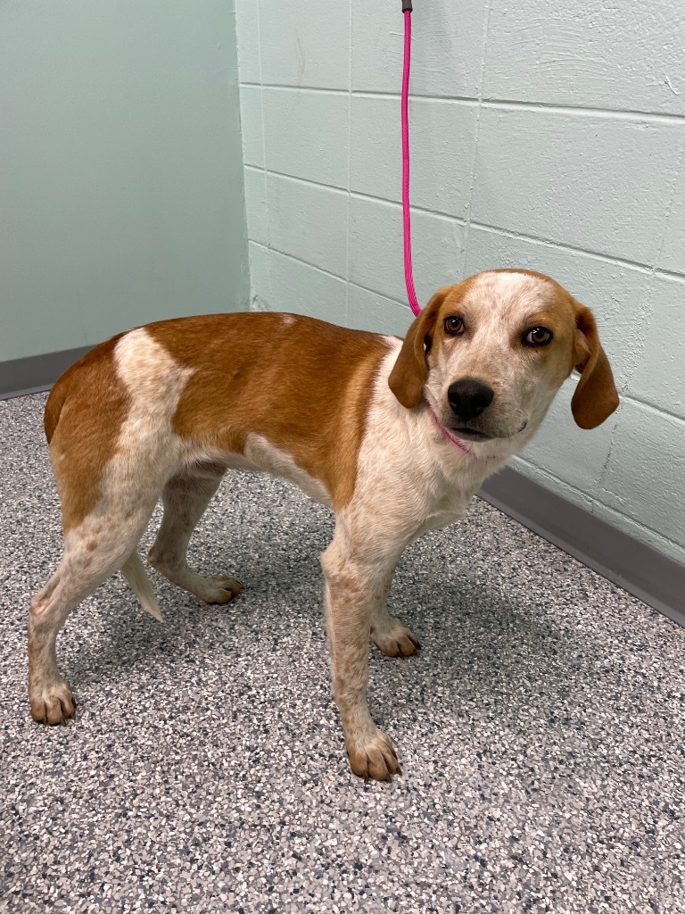 Rango, an adoptable Beagle, Havanese in Athens, TN, 37303 | Photo Image 1