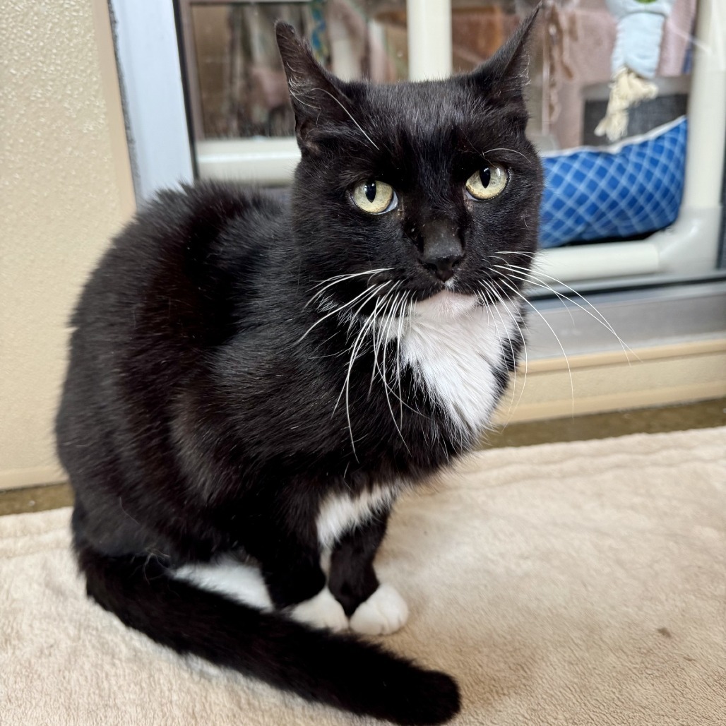 Alice, an adoptable Domestic Short Hair in Fredericksburg, TX, 78624 | Photo Image 1