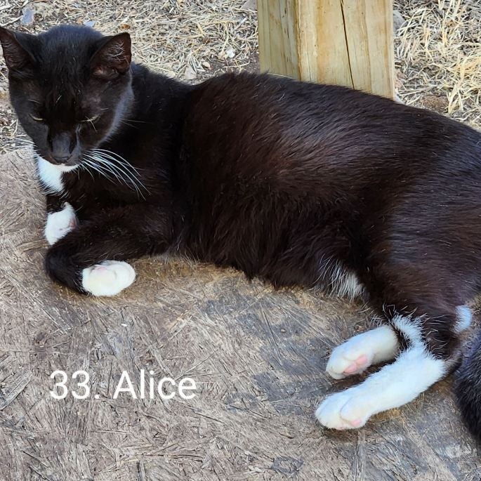 Alice, an adoptable Domestic Short Hair in Fredericksburg, TX, 78624 | Photo Image 2