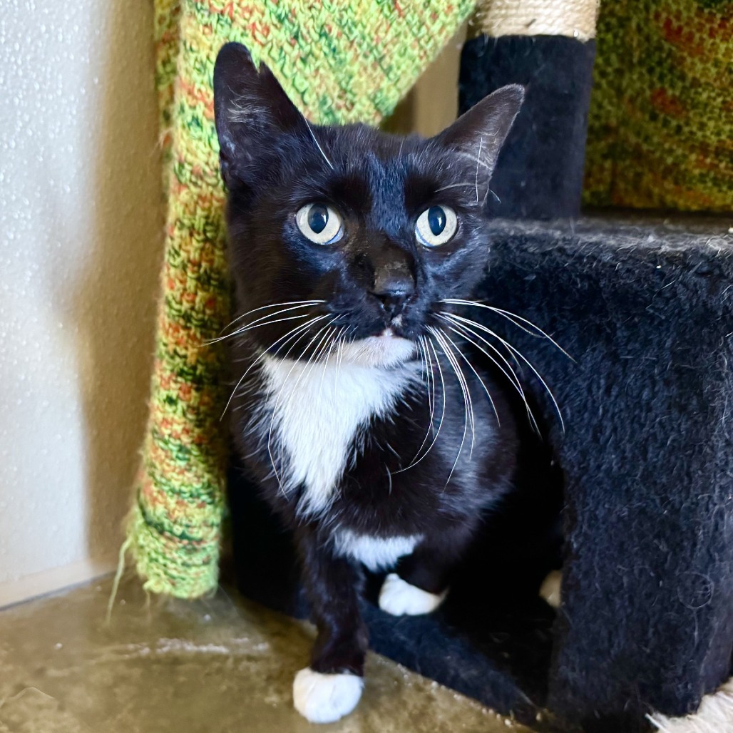 Alice, an adoptable Domestic Short Hair in Fredericksburg, TX, 78624 | Photo Image 3