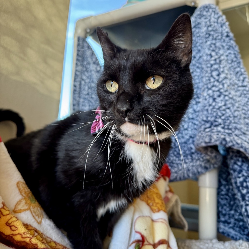 Alice, an adoptable Domestic Short Hair in Fredericksburg, TX, 78624 | Photo Image 4