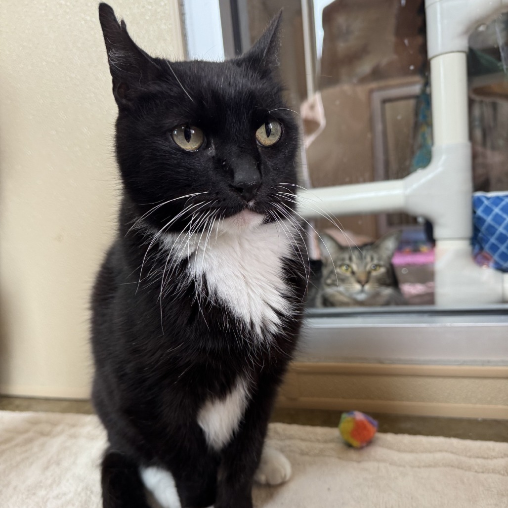 Alice, an adoptable Domestic Short Hair in Fredericksburg, TX, 78624 | Photo Image 5