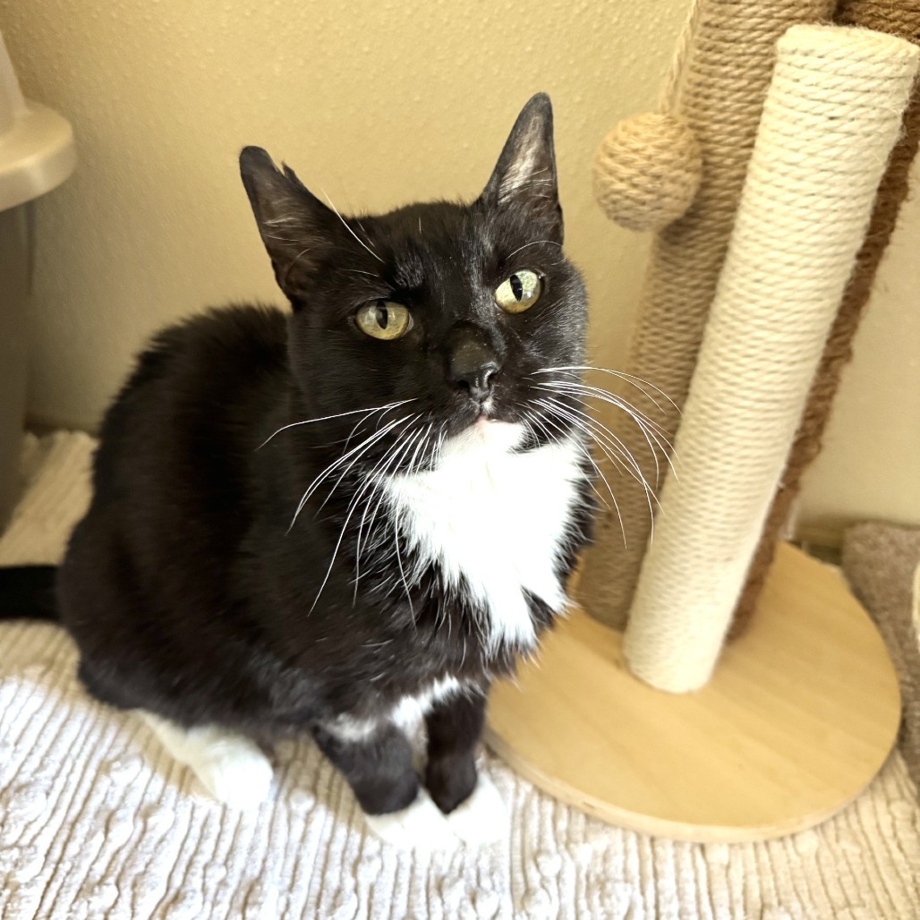 Alice, an adoptable Domestic Short Hair in Fredericksburg, TX, 78624 | Photo Image 6