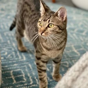 Pepper, Adult Female unknown