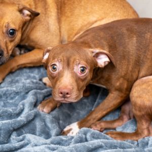 Dogs for Adoption Near New York City NY Petfinder