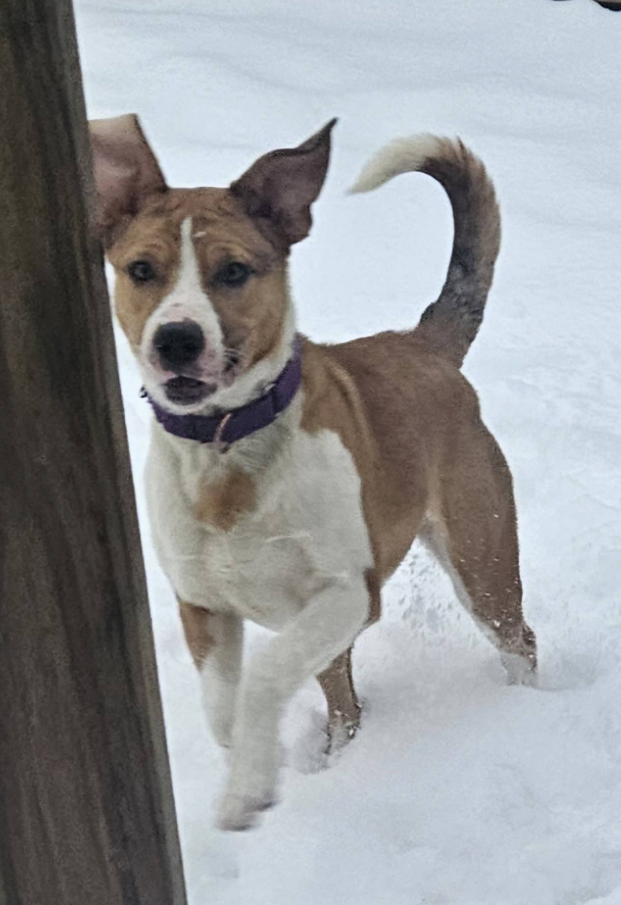 Kali
