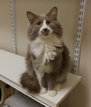Ivan, Adult Male Domestic Long Hair