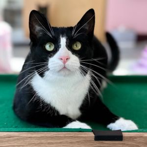 Travis Barker, Young Male Domestic Short Hair