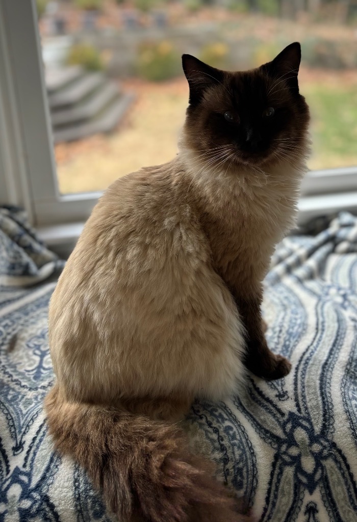 Sammy, an adoptable Himalayan, Domestic Long Hair in Douglasville, GA, 30135 | Photo Image 1