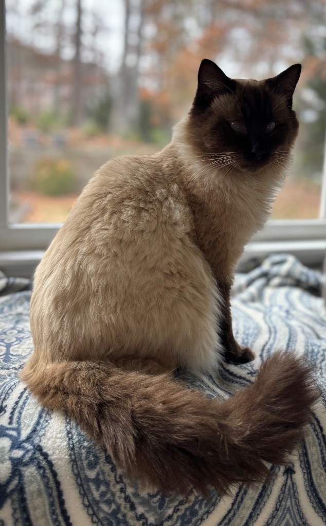 Sammy, an adoptable Himalayan, Domestic Long Hair in Douglasville, GA, 30135 | Photo Image 2