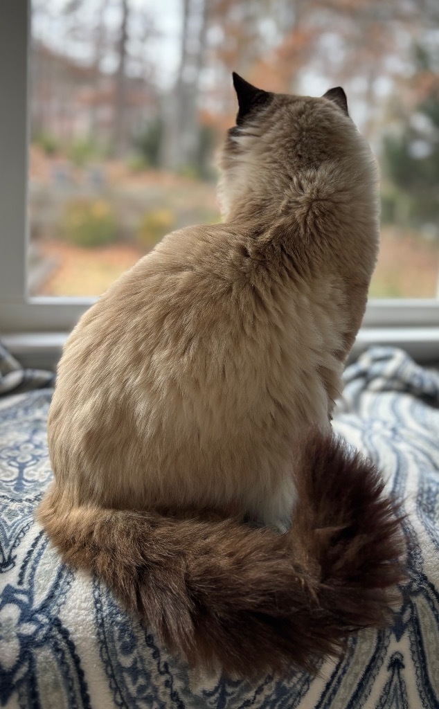 Sammy, an adoptable Himalayan, Domestic Long Hair in Douglasville, GA, 30135 | Photo Image 3