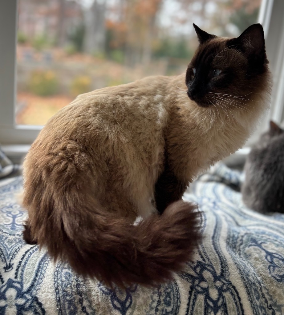 Sammy, an adoptable Himalayan, Domestic Long Hair in Douglasville, GA, 30135 | Photo Image 4