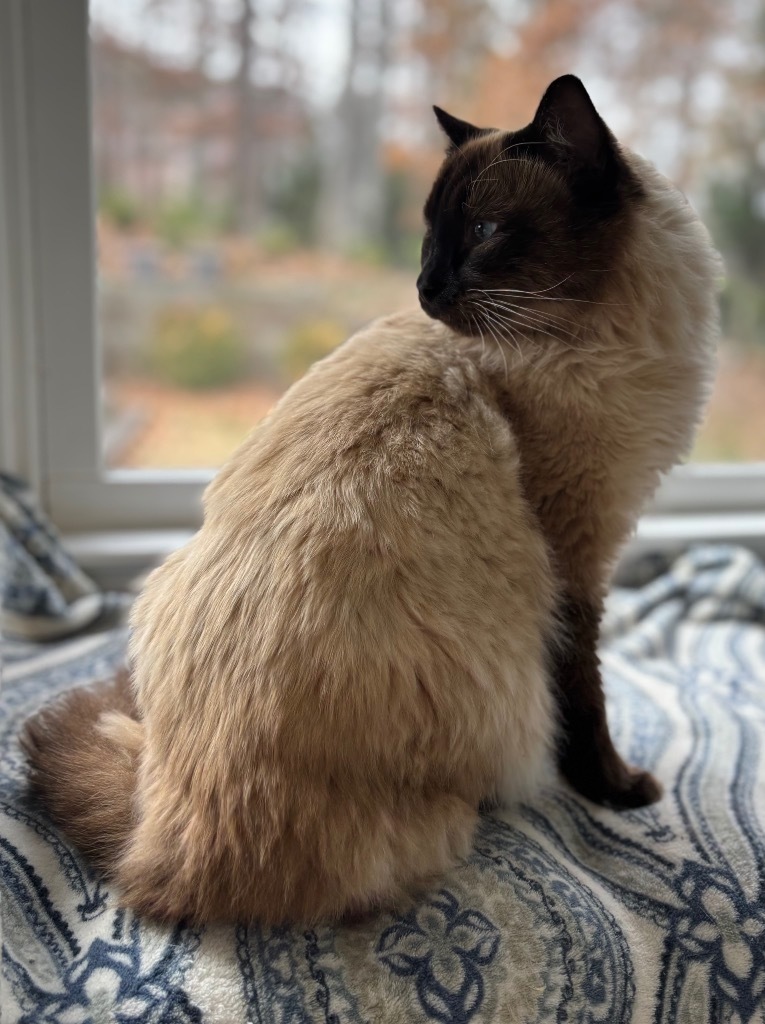 Sammy, an adoptable Himalayan, Domestic Long Hair in Douglasville, GA, 30135 | Photo Image 5