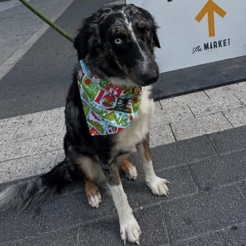 Willow, an adoptable Aussiedoodle in Tampa, FL, 33602 | Photo Image 2