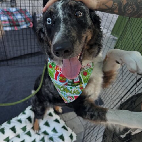 Willow, an adoptable Aussiedoodle in Tampa, FL, 33602 | Photo Image 3