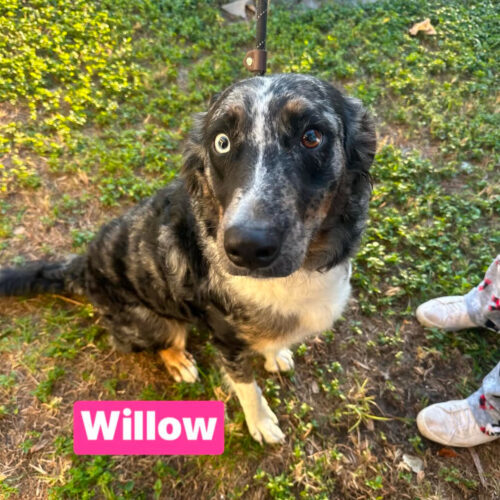 Willow, an adoptable Aussiedoodle in Tampa, FL, 33602 | Photo Image 4