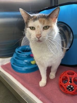Meowrah Carey, Adult Female Domestic Short Hair