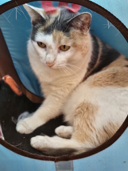 Meowrah Carey