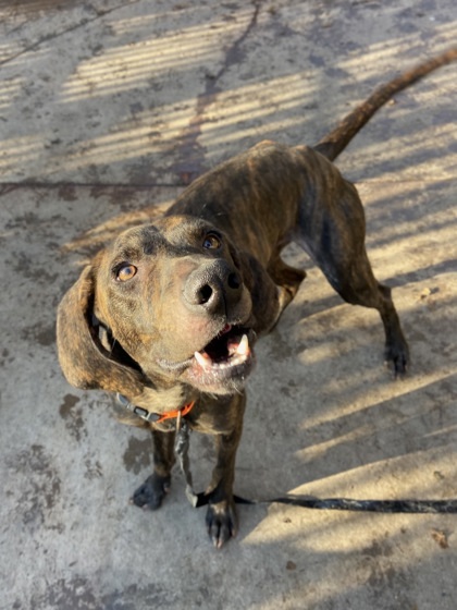 Dog For Adoption - Dan, A Plott Hound Mix In Knoxville, Tn 