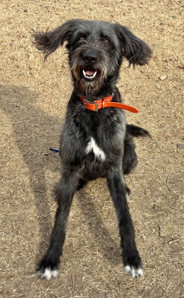 Higgins, an adoptable Irish Wolfhound, German Wirehaired Pointer in Great Bend, KS, 67530 | Photo Image 1