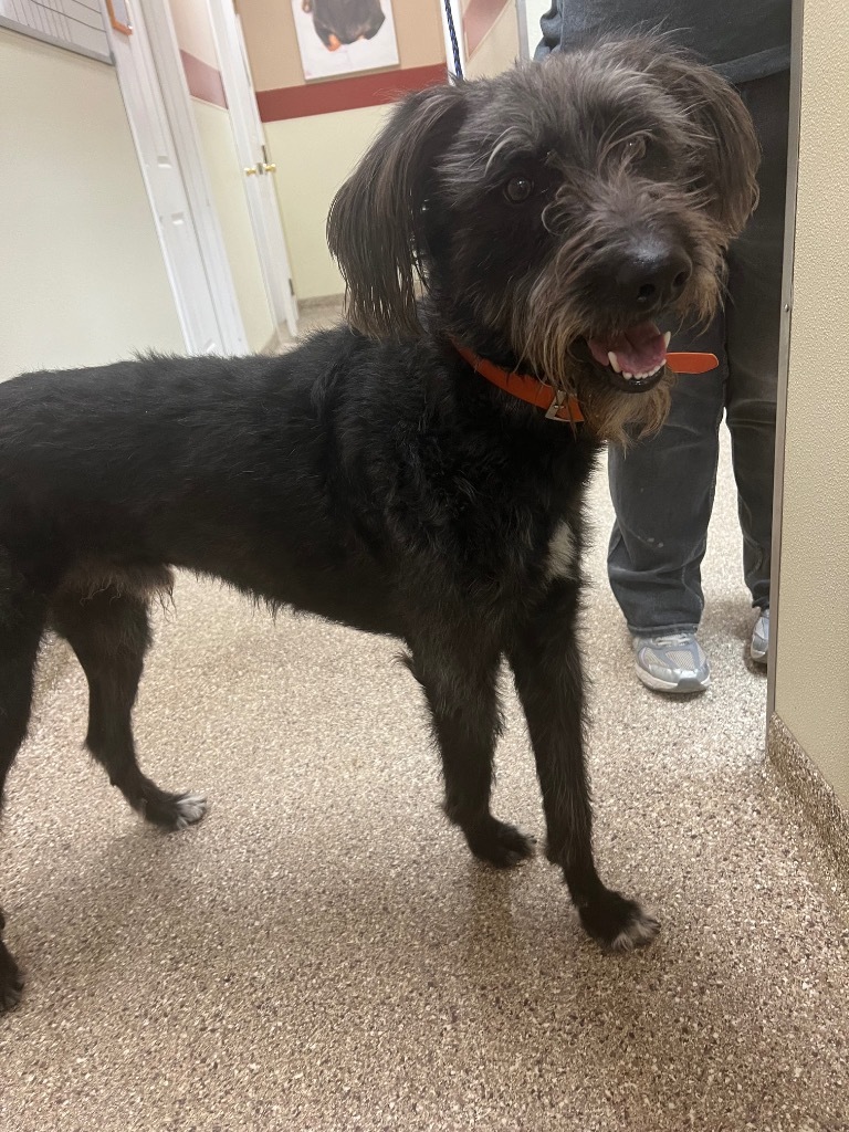 Higgins, an adoptable Irish Wolfhound, German Wirehaired Pointer in Great Bend, KS, 67530 | Photo Image 2