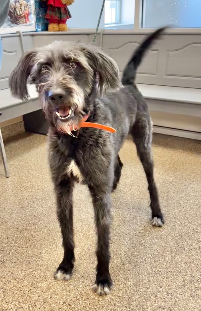 Higgins, an adoptable Irish Wolfhound, German Wirehaired Pointer in Great Bend, KS, 67530 | Photo Image 3