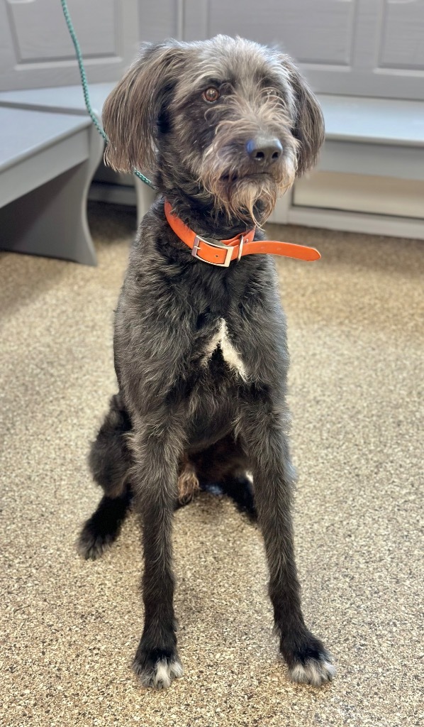 Higgins, an adoptable Irish Wolfhound, German Wirehaired Pointer in Great Bend, KS, 67530 | Photo Image 4