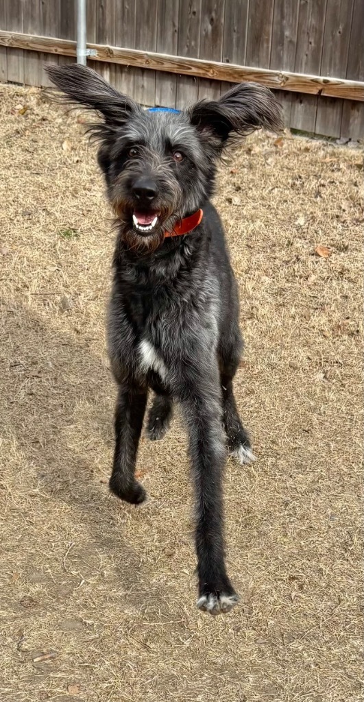 Higgins, an adoptable Irish Wolfhound, German Wirehaired Pointer in Great Bend, KS, 67530 | Photo Image 5