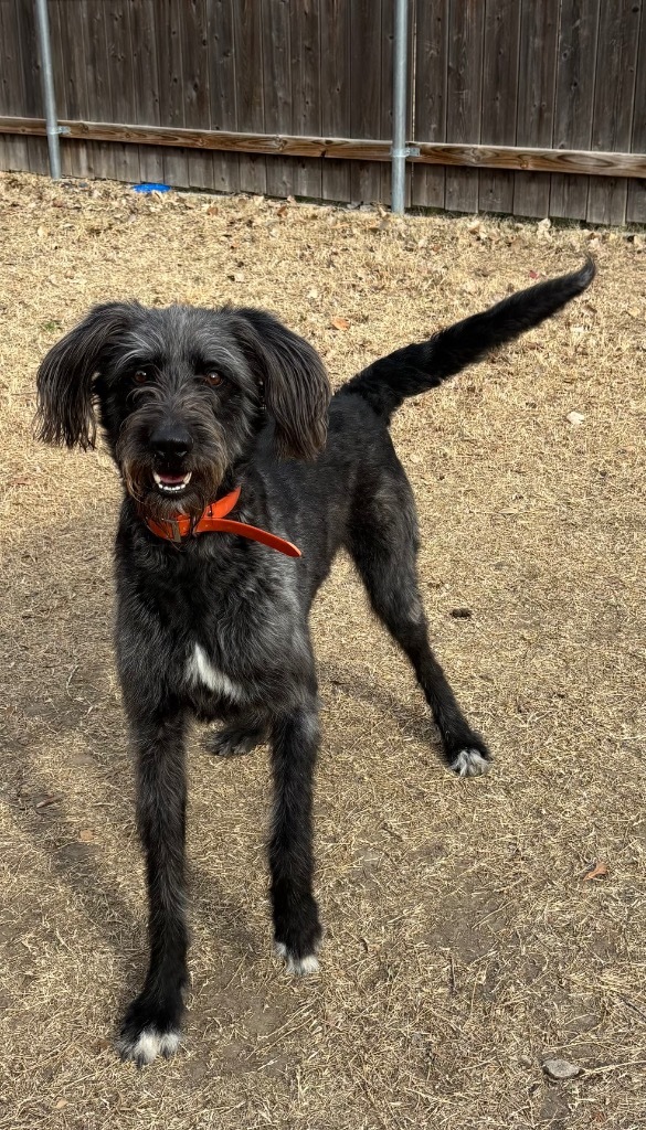 Higgins, an adoptable Irish Wolfhound, German Wirehaired Pointer in Great Bend, KS, 67530 | Photo Image 6