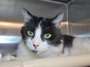 Minnie Mouse, Senior Female unknown