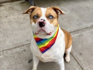 Low Key Mixed Breed Dog