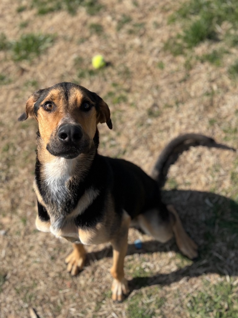 Ruger