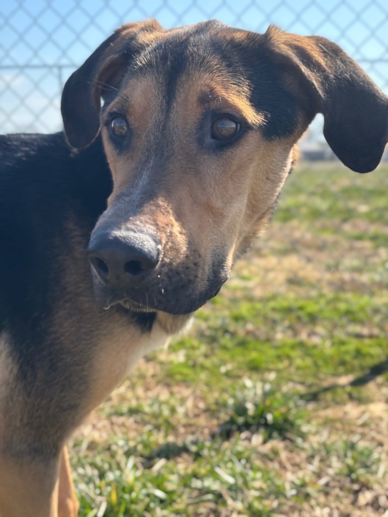 Ruger