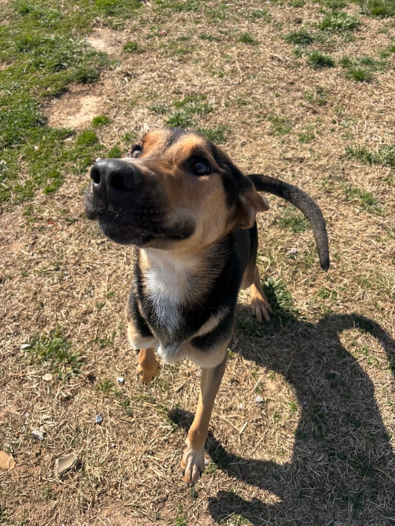 Ruger