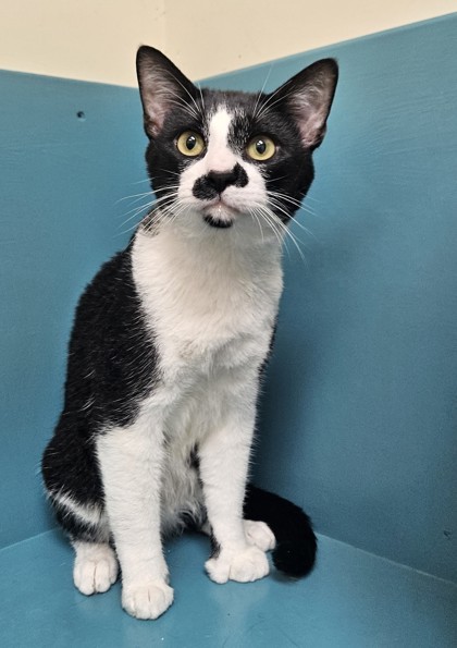 Jeremy, an adoptable Domestic Short Hair in Pendleton, OR, 97801 | Photo Image 2