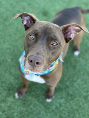 Bo-Bo, Adult Male Pit Bull Terrier