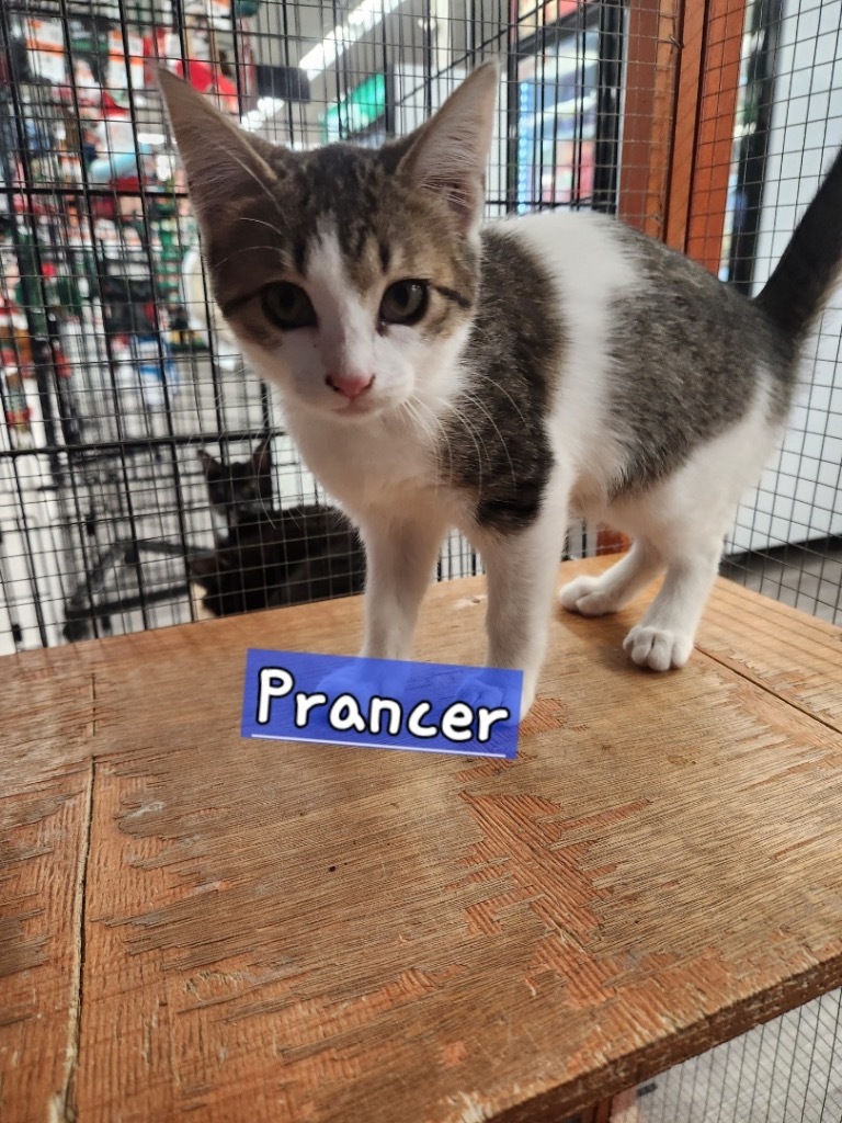 Cat For Adoption - Prancer, A Domestic Short Hair Mix In Tampa, Fl 