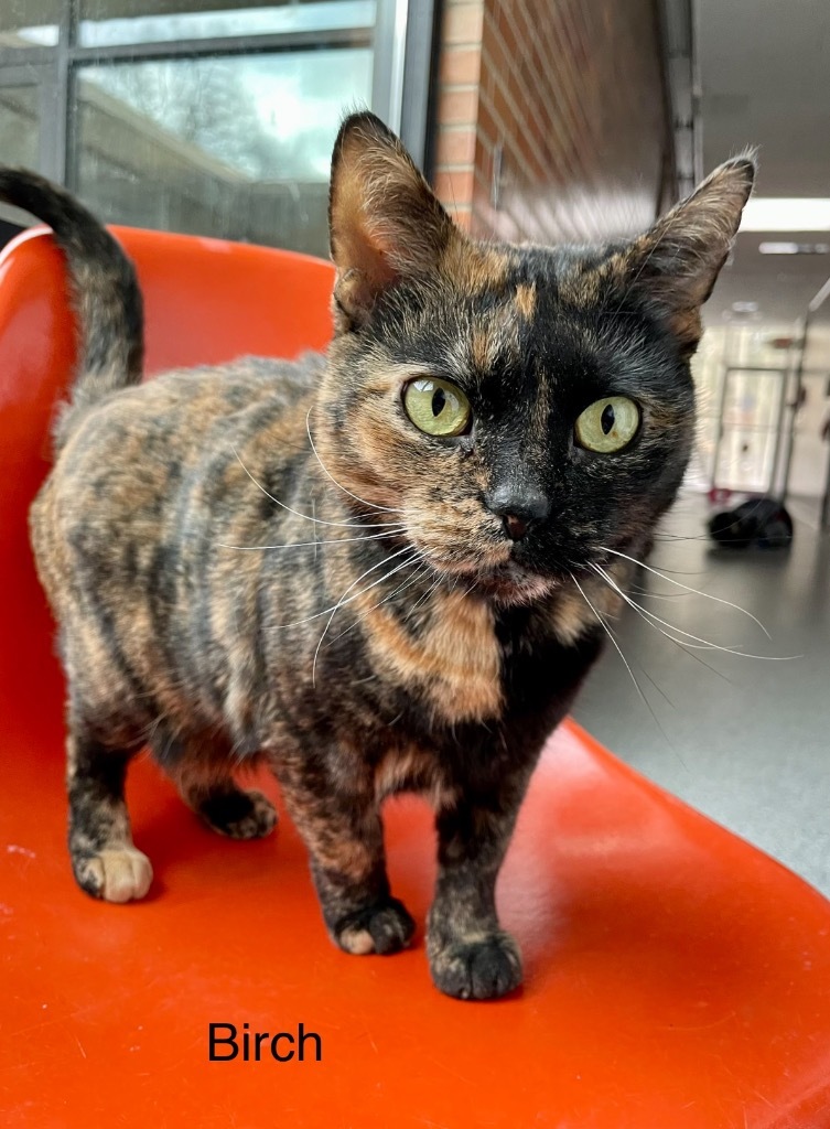 BIRCH, an adoptable Domestic Short Hair in Muskegon, MI, 49442 | Photo Image 1