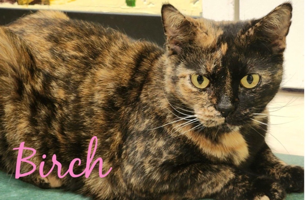 BIRCH, an adoptable Domestic Short Hair in Muskegon, MI, 49442 | Photo Image 3