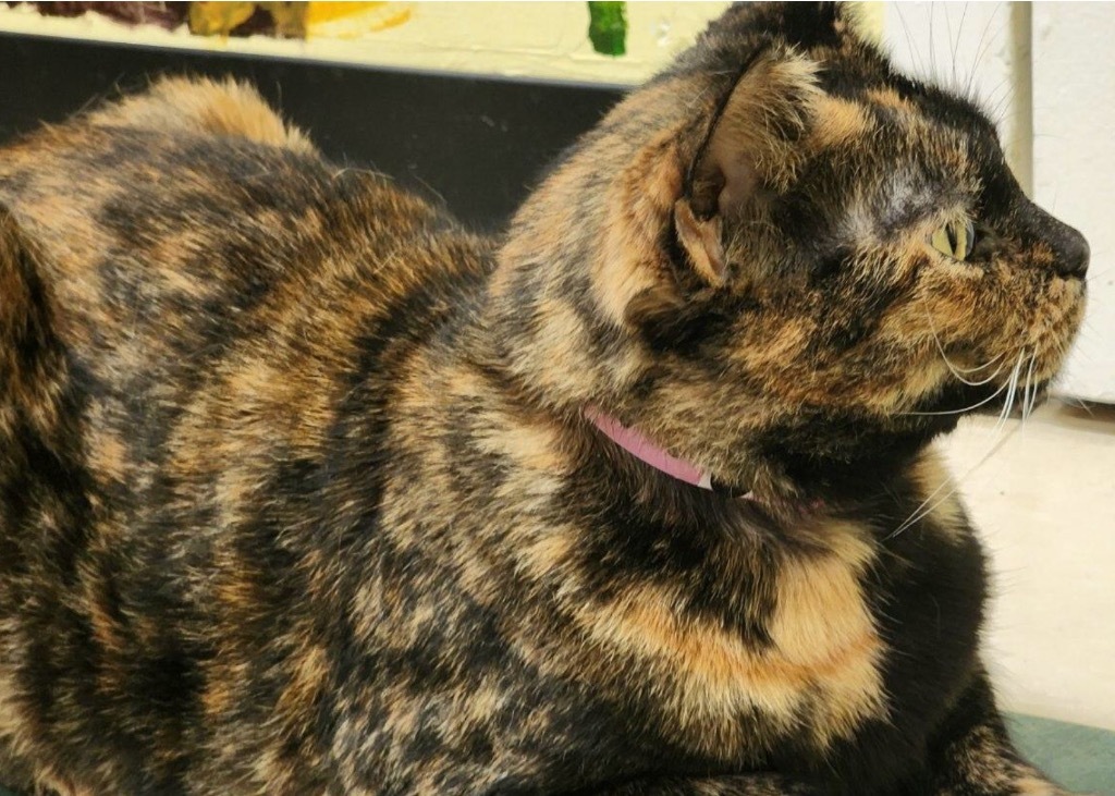 BIRCH, an adoptable Domestic Short Hair in Muskegon, MI, 49442 | Photo Image 4