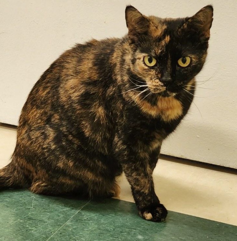BIRCH, an adoptable Domestic Short Hair in Muskegon, MI, 49442 | Photo Image 5