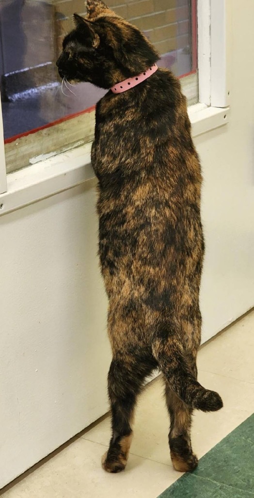 BIRCH, an adoptable Domestic Short Hair in Muskegon, MI, 49442 | Photo Image 6
