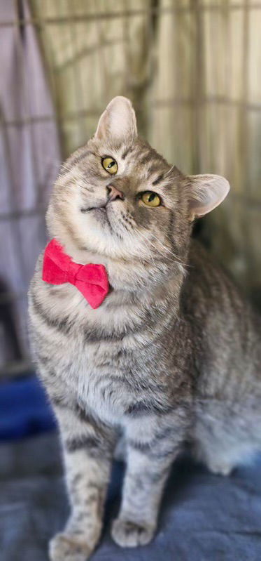 Bruno (Napa)