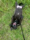 Raven photo 5