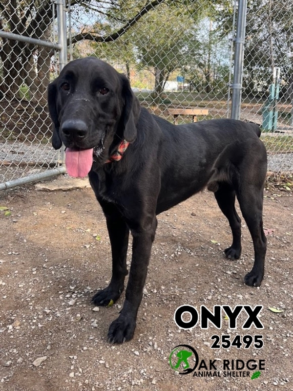 Onyx, an adoptable Great Dane, Bloodhound in Oak Ridge, TN, 37830 | Photo Image 1